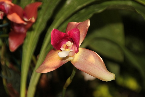 Phalaenopsis   059.jpg